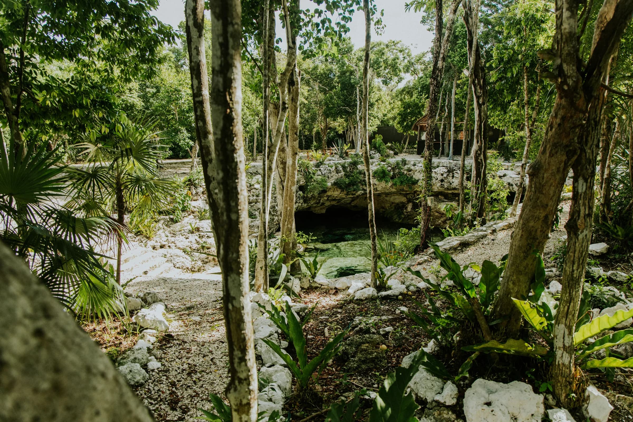 Lush jungle around a hidden cenote pool, Mexico