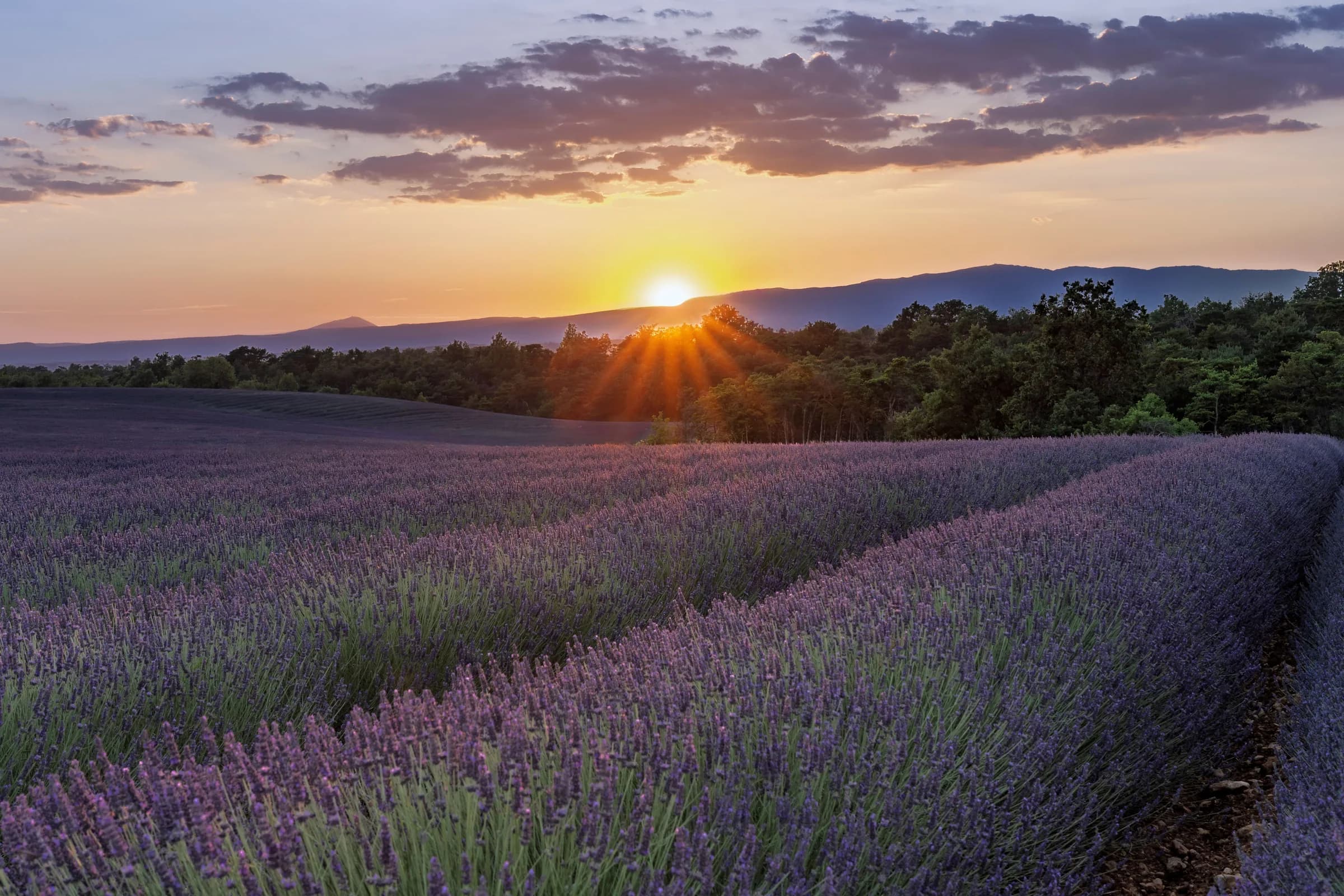Lavender fields at golden hour, Provence, France